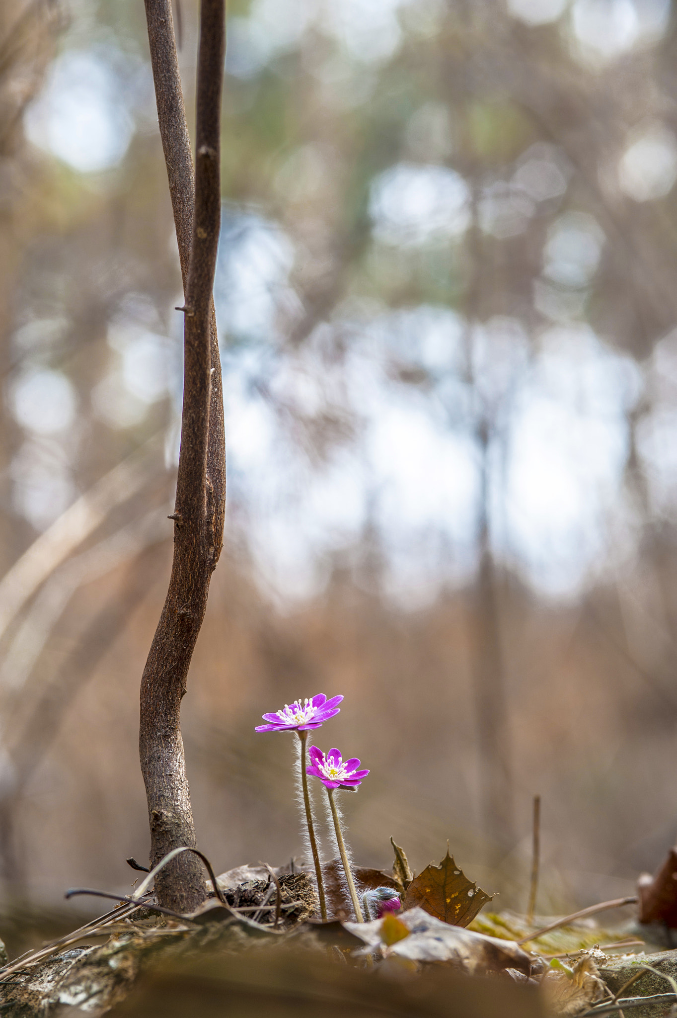 Nikon D3 sample photo. Wild flower series / pink liverleaf photography