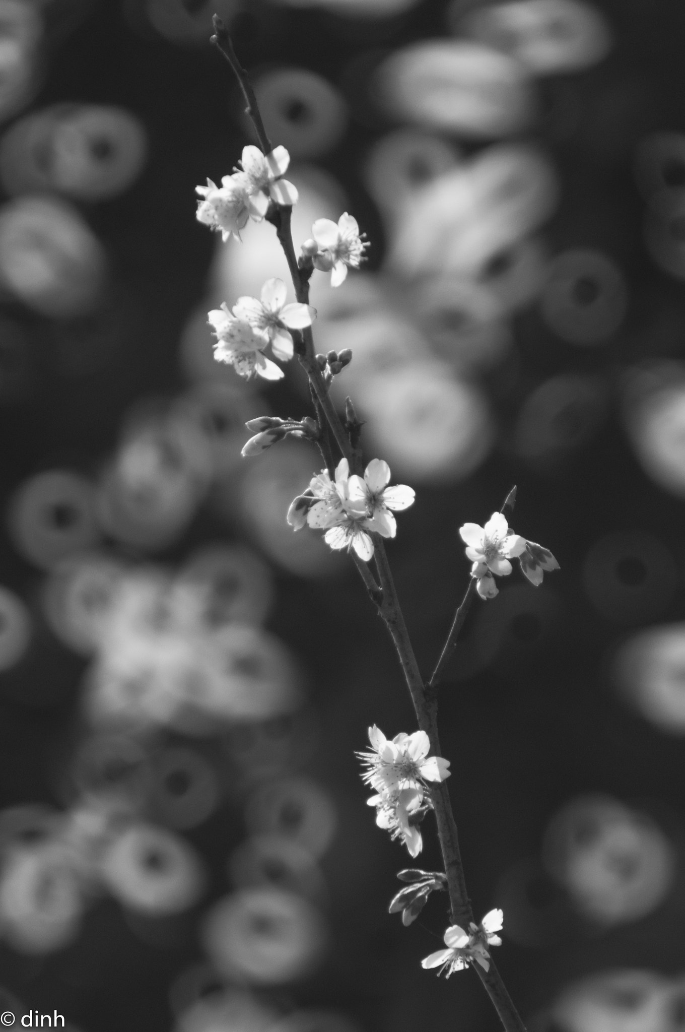 Nikon AF-Nikkor 80-200mm F2.8D ED sample photo. 白梅 photography