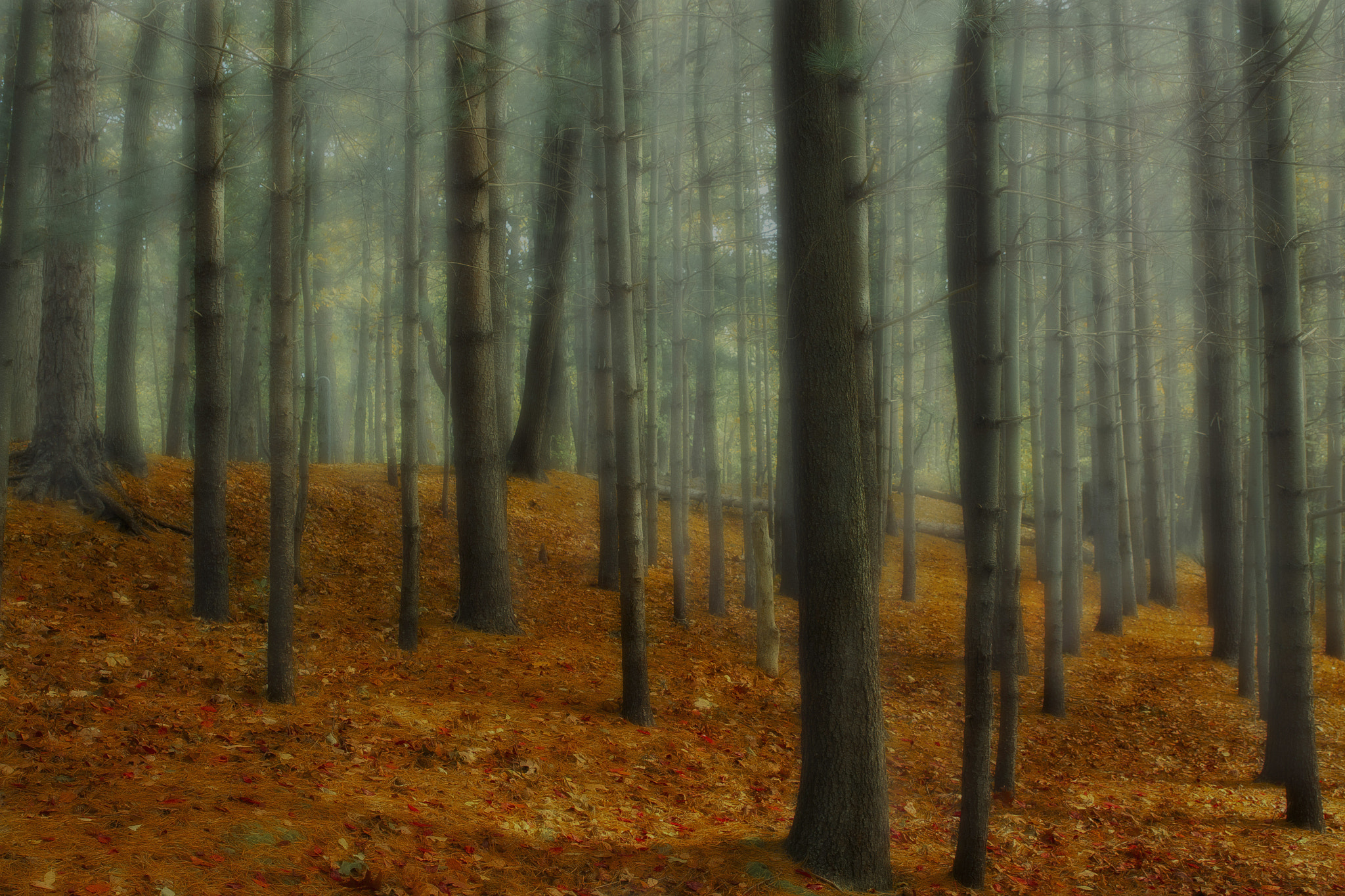 Canon EF 24-70mm F2.8L II USM sample photo. Foggy forest photography