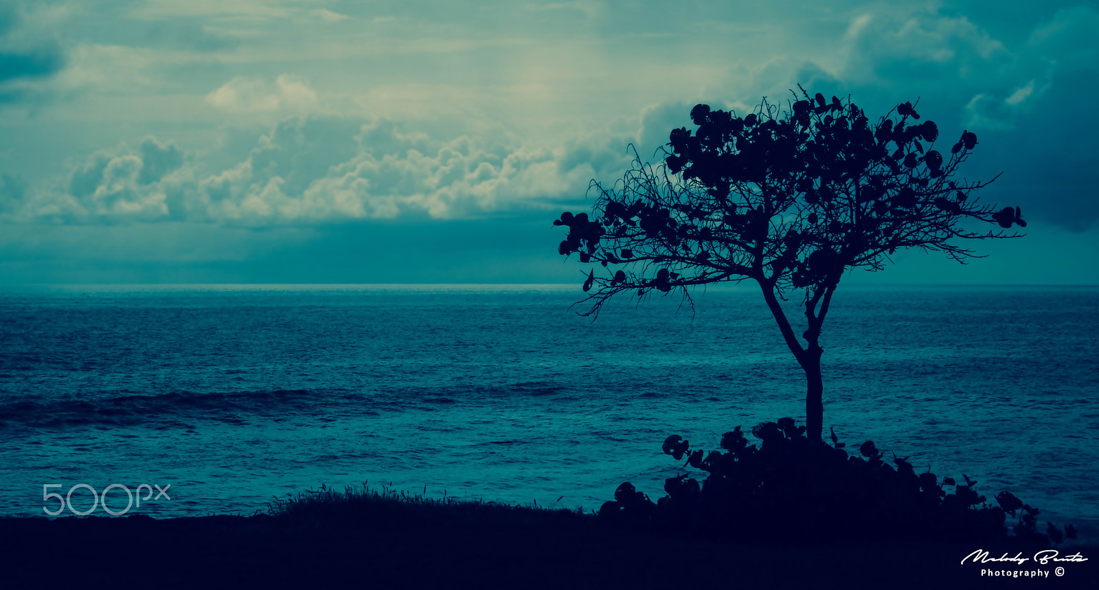 Canon EOS 750D (EOS Rebel T6i / EOS Kiss X8i) sample photo. Lone tree at makaha (blue) photography