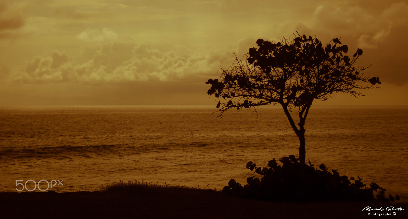Canon EOS 750D (EOS Rebel T6i / EOS Kiss X8i) sample photo. Lone tree at makaha (gold) photography