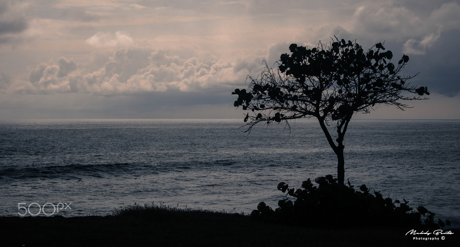 Canon EOS 750D (EOS Rebel T6i / EOS Kiss X8i) sample photo. Lone tree at makaha (gray) photography