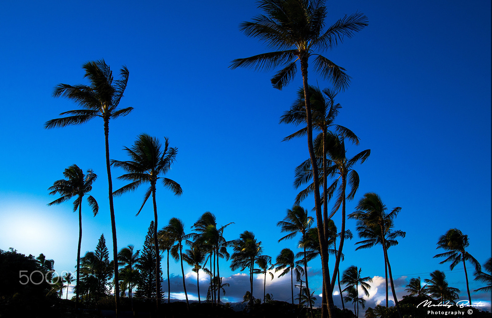 Canon EOS 750D (EOS Rebel T6i / EOS Kiss X8i) sample photo. Palms against blue skies photography