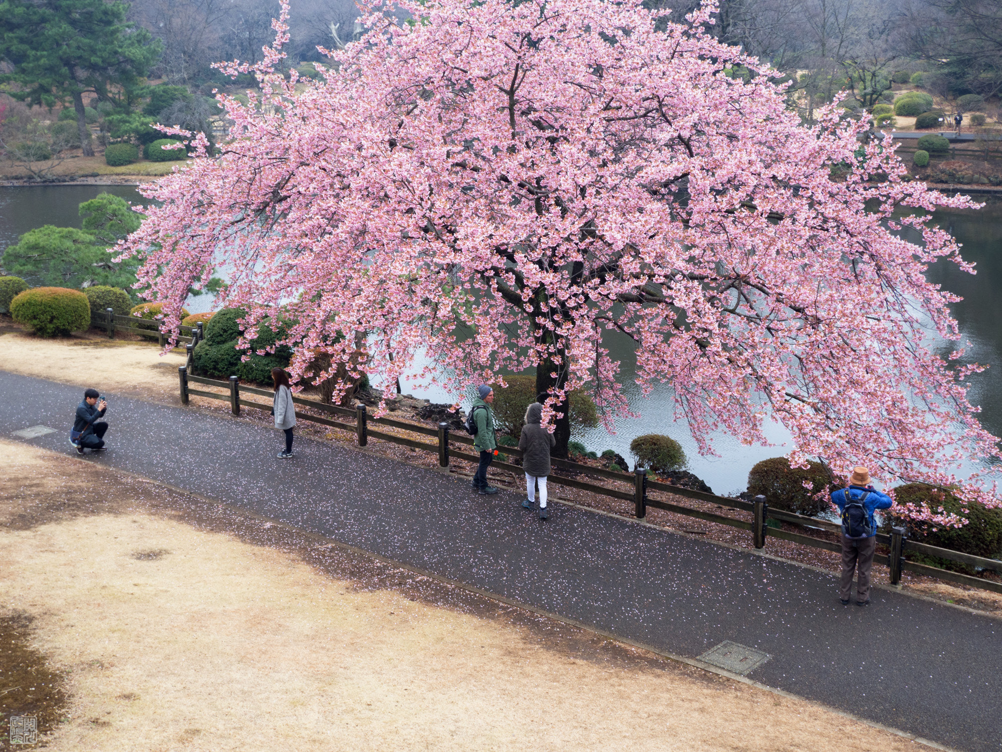 Olympus OM-D E-M10 II sample photo. Winter cherry blossoms photography