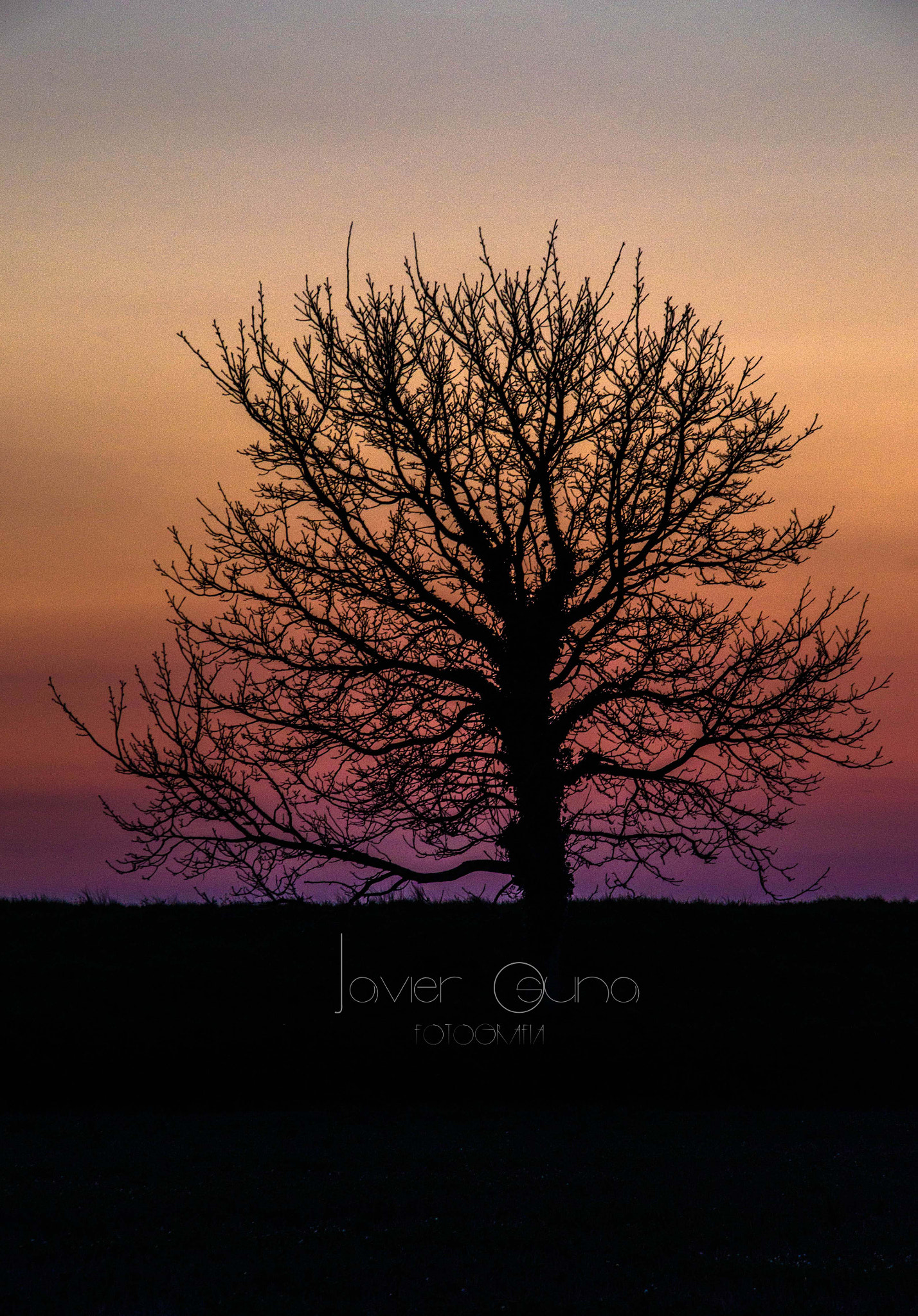 Sigma 18-200mm F3.5-6.3 II DC OS HSM sample photo. Arbol photography