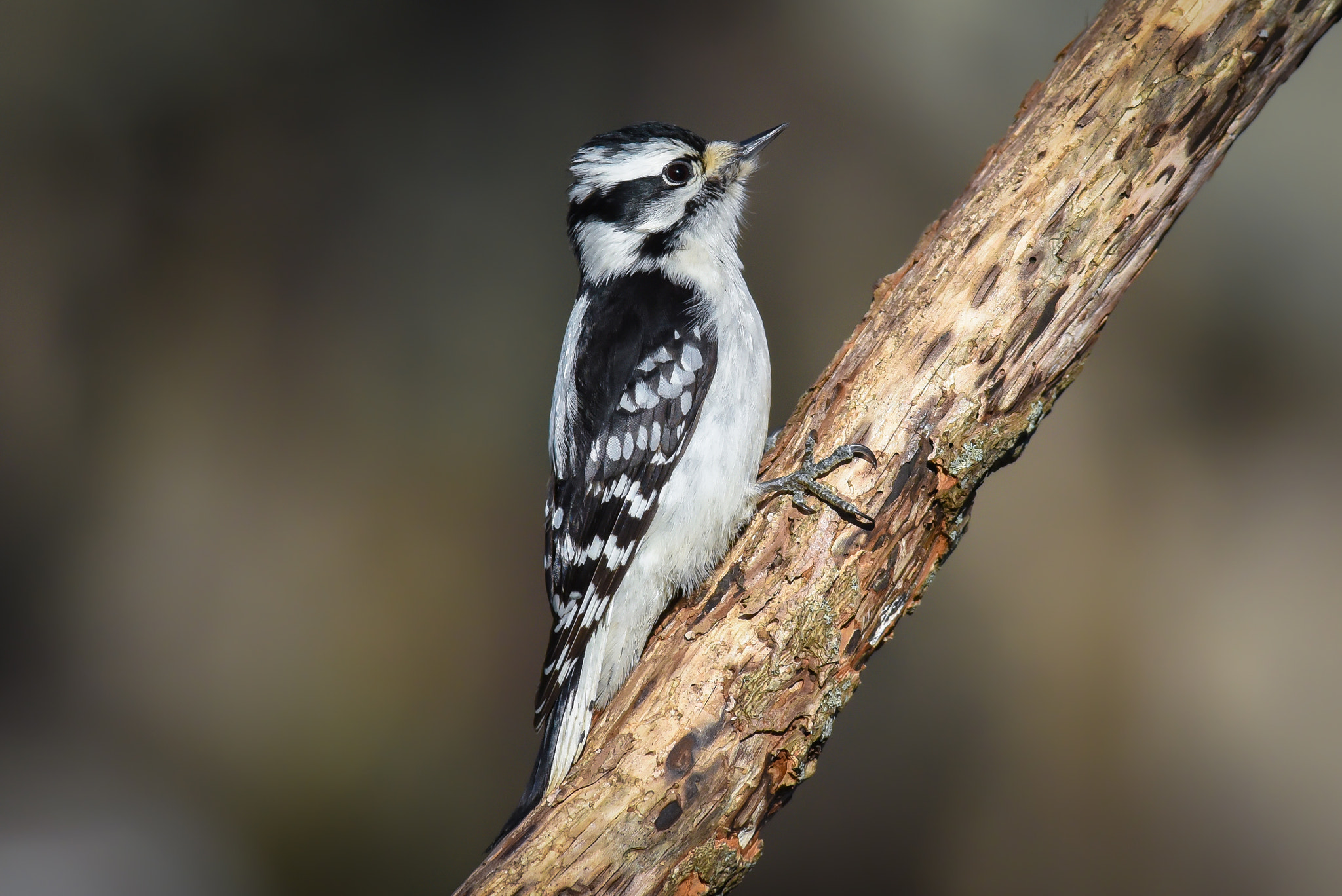 Nikon D750 + Nikon AF-S Nikkor 300mm F2.8G ED-IF VR sample photo. Downey woodpecker photography