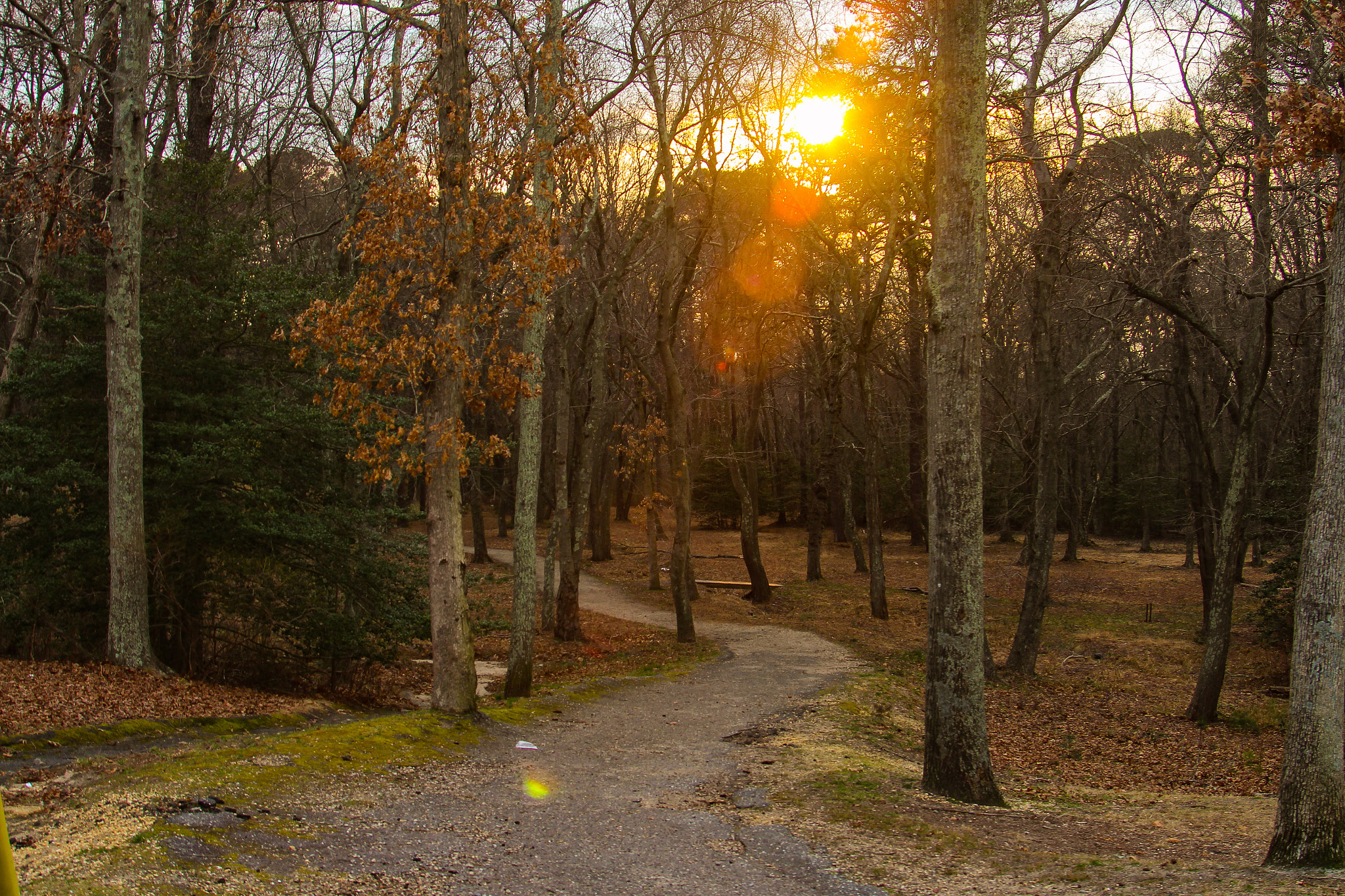 Canon EF 35-105mm f/4.5-5.6 sample photo. Bask in the gold photography