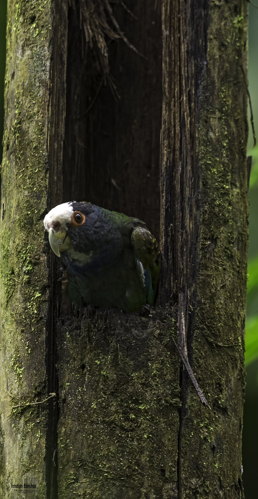 Nikon D4 sample photo. White-crowned parrot photography