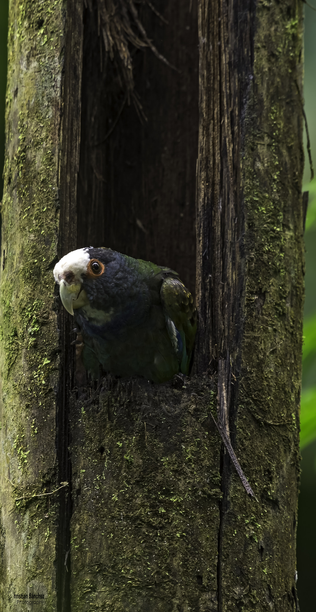 Nikon D4 + Nikon AF-S Nikkor 600mm F4G ED VR sample photo. White-crowned parrot photography