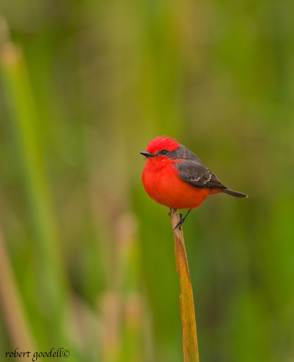 Nikon D300 + Nikon AF-S Nikkor 500mm F4G ED VR sample photo. Vermillion flycatcher photography