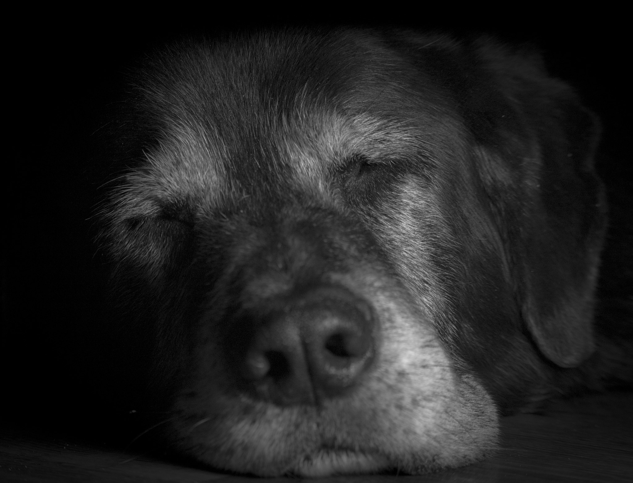 Canon EOS 1300D (EOS Rebel T6 / EOS Kiss X80) + Canon EF-S 55-250mm F4-5.6 IS STM sample photo. Let sleeping dogs lie.... photography