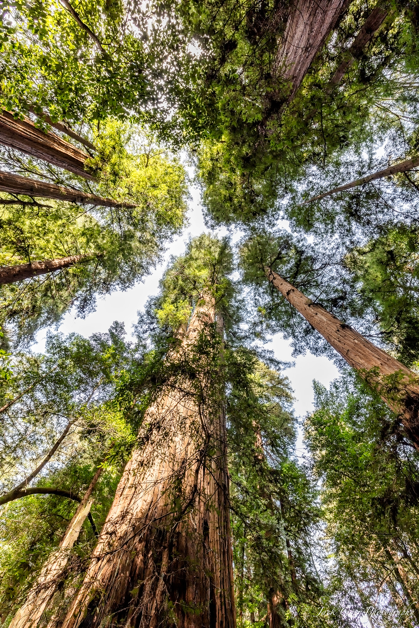 Canon EF 16-35mm F2.8L II USM sample photo. Redwood trees photography