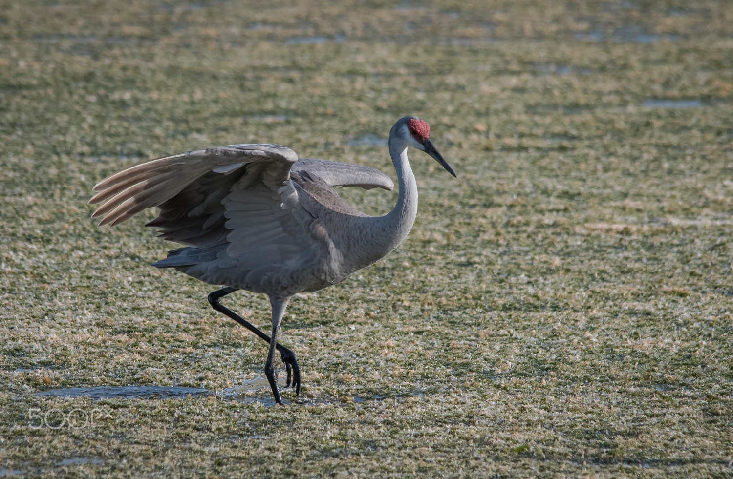 Nikon D500 + Sigma 150-500mm F5-6.3 DG OS HSM sample photo. Sandhill dance photography