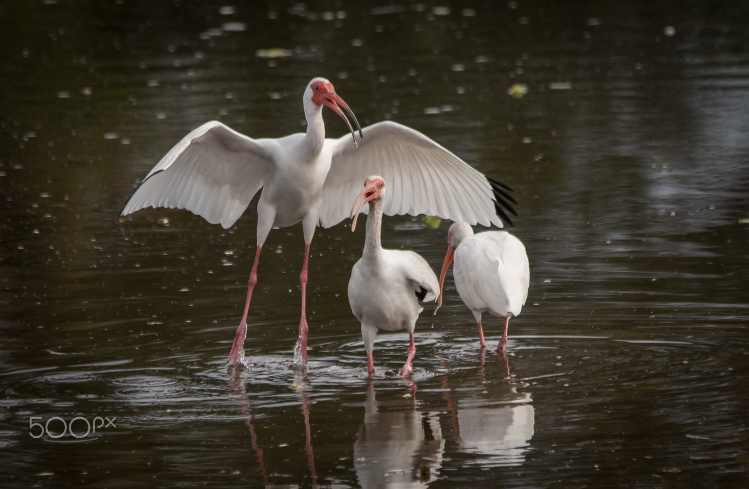 Nikon D500 + Sigma 150-500mm F5-6.3 DG OS HSM sample photo. Ibis squabble photography