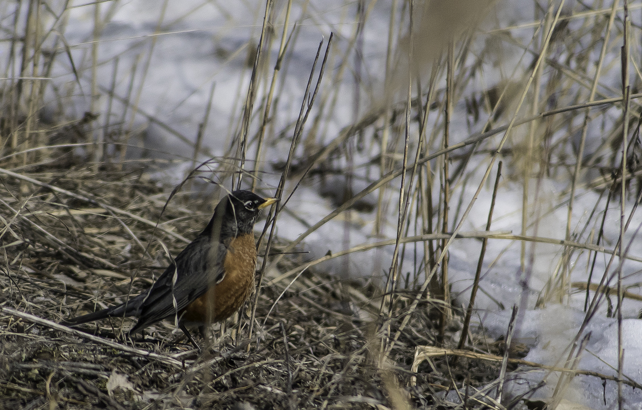 Sony DT 55-200mm F4-5.6 SAM sample photo. Merle (sur ) photography