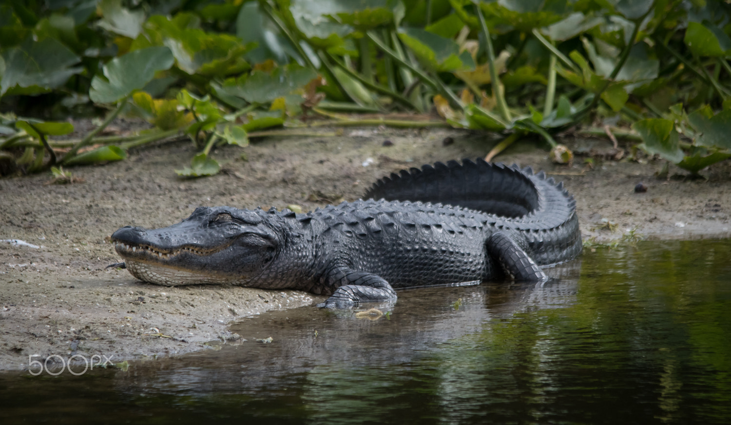 Nikon D500 + Sigma 150-500mm F5-6.3 DG OS HSM sample photo. Gator nap photography