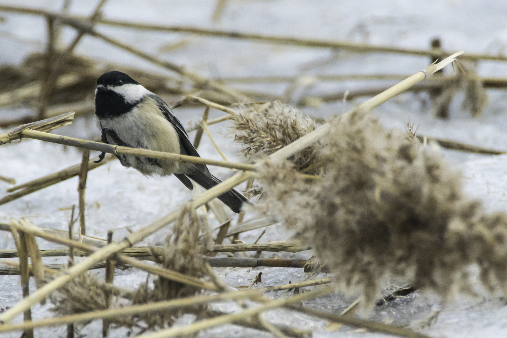 Sony a7S II + Tamron SP 150-600mm F5-6.3 Di VC USD sample photo. Mésange et phragmite(sur ) photography