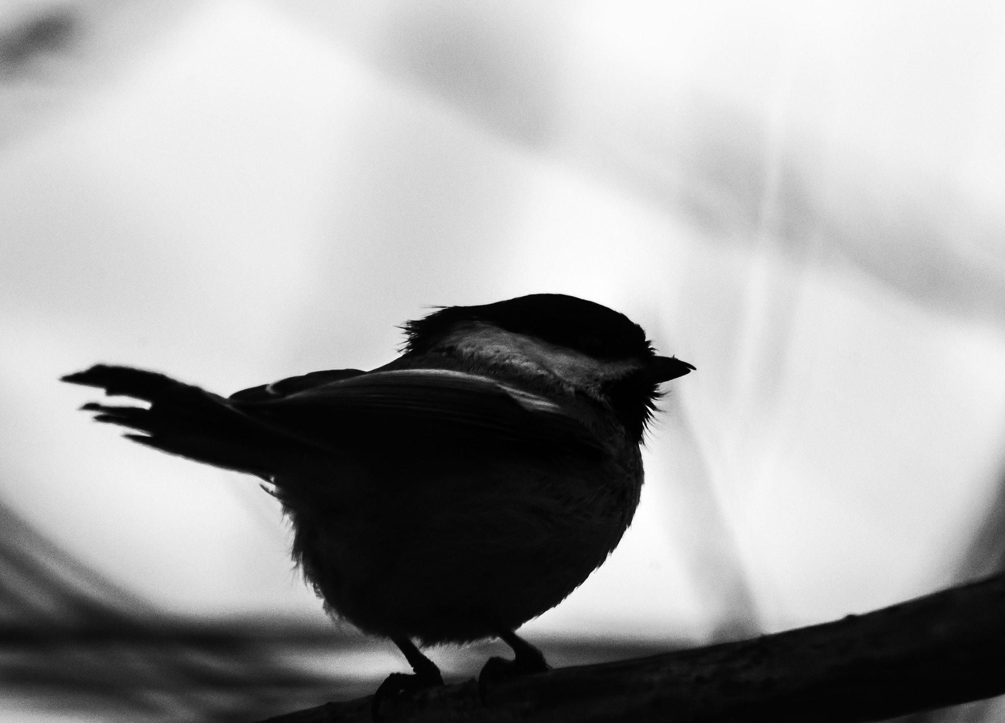 Sony a7S II + Tamron SP 150-600mm F5-6.3 Di VC USD sample photo. Mésange silhouette (sur ) photography