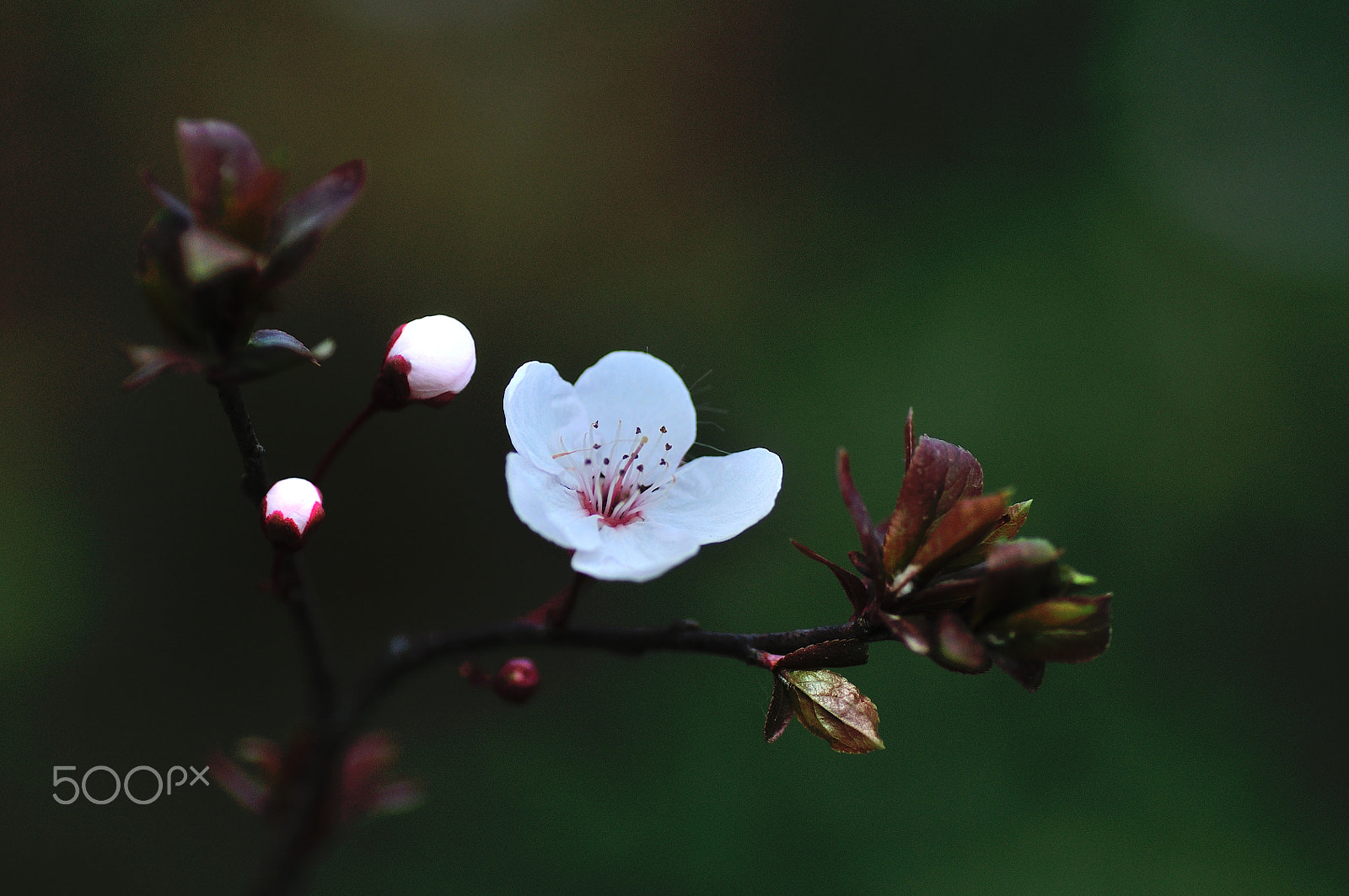 Nikon D90 sample photo. Beautiful flower photography