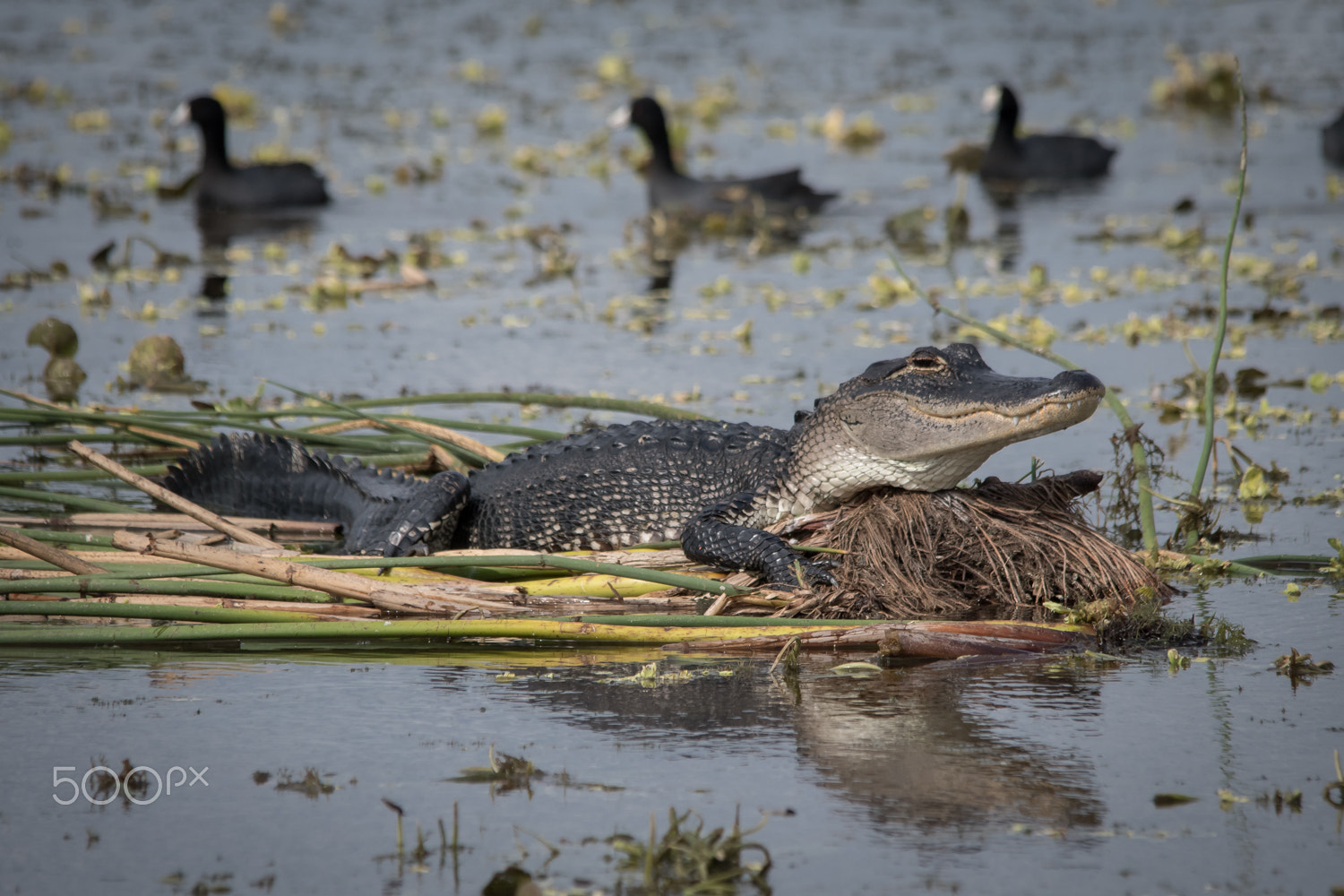 Nikon D500 + Sigma 150-500mm F5-6.3 DG OS HSM sample photo. Gator bed photography