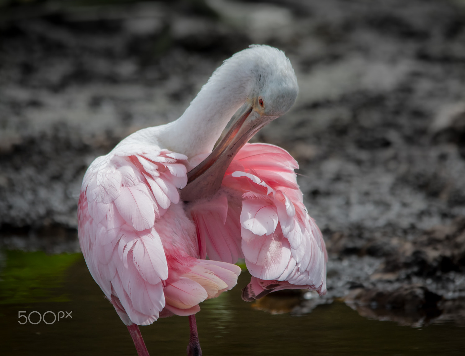 Sigma 150-500mm F5-6.3 DG OS HSM sample photo. Spoonie photography