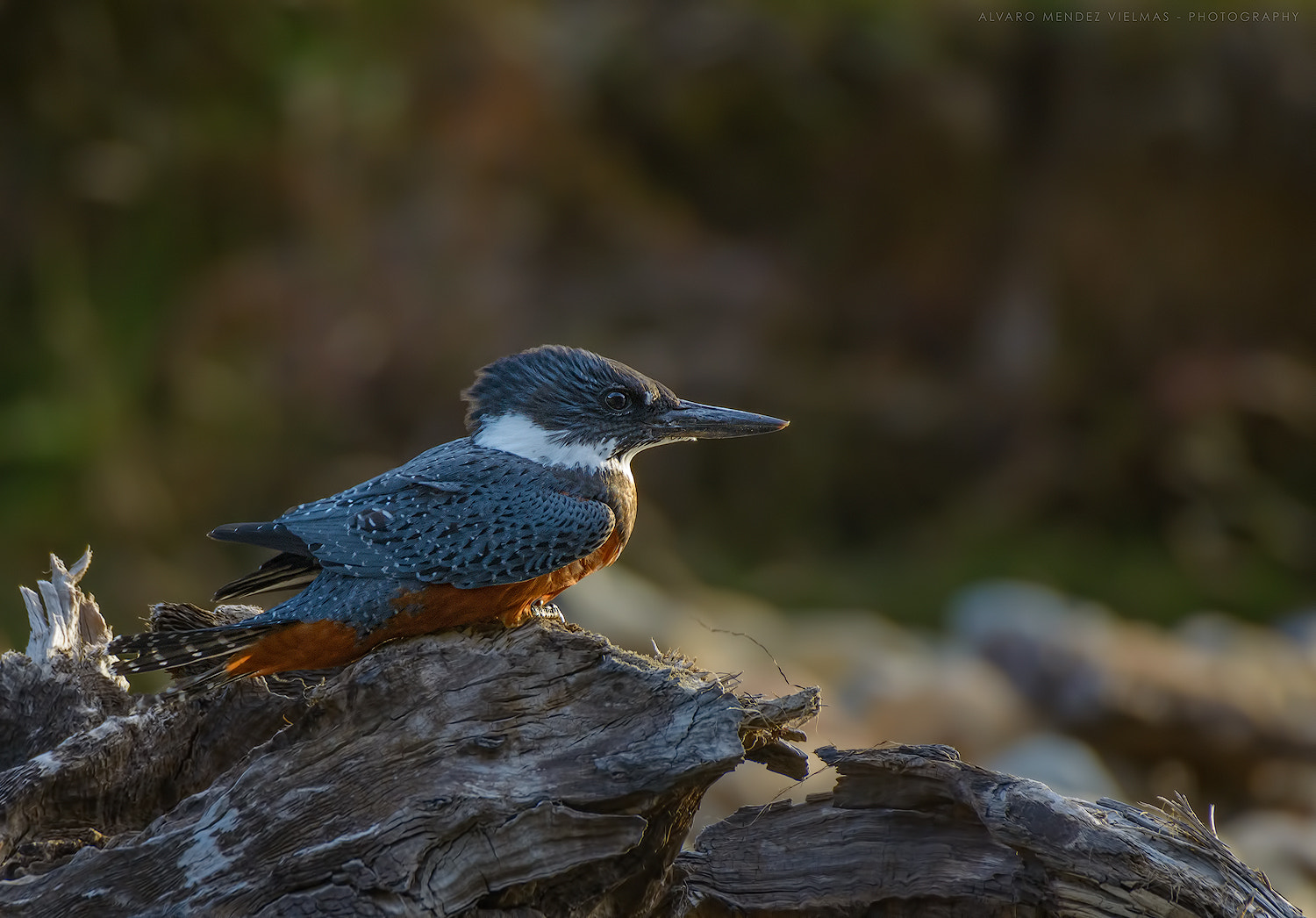 Nikon D7100 + Sigma 50-500mm F4.5-6.3 DG OS HSM sample photo. Martín pescador waiting for a fish to eat photography