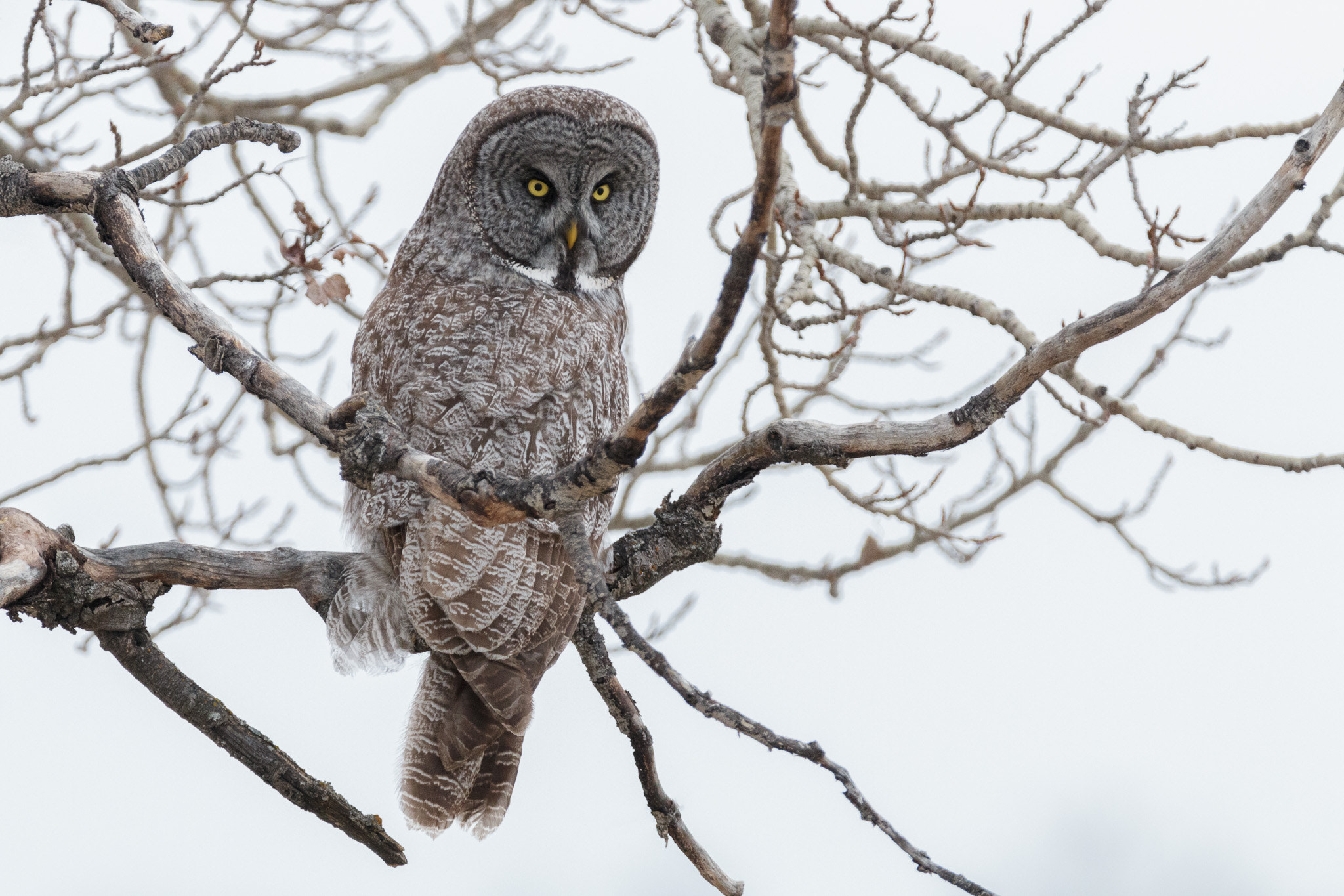 150-600mm F5-6.3 DG OS HSM | Contemporary 015 sample photo. Grey owl photography