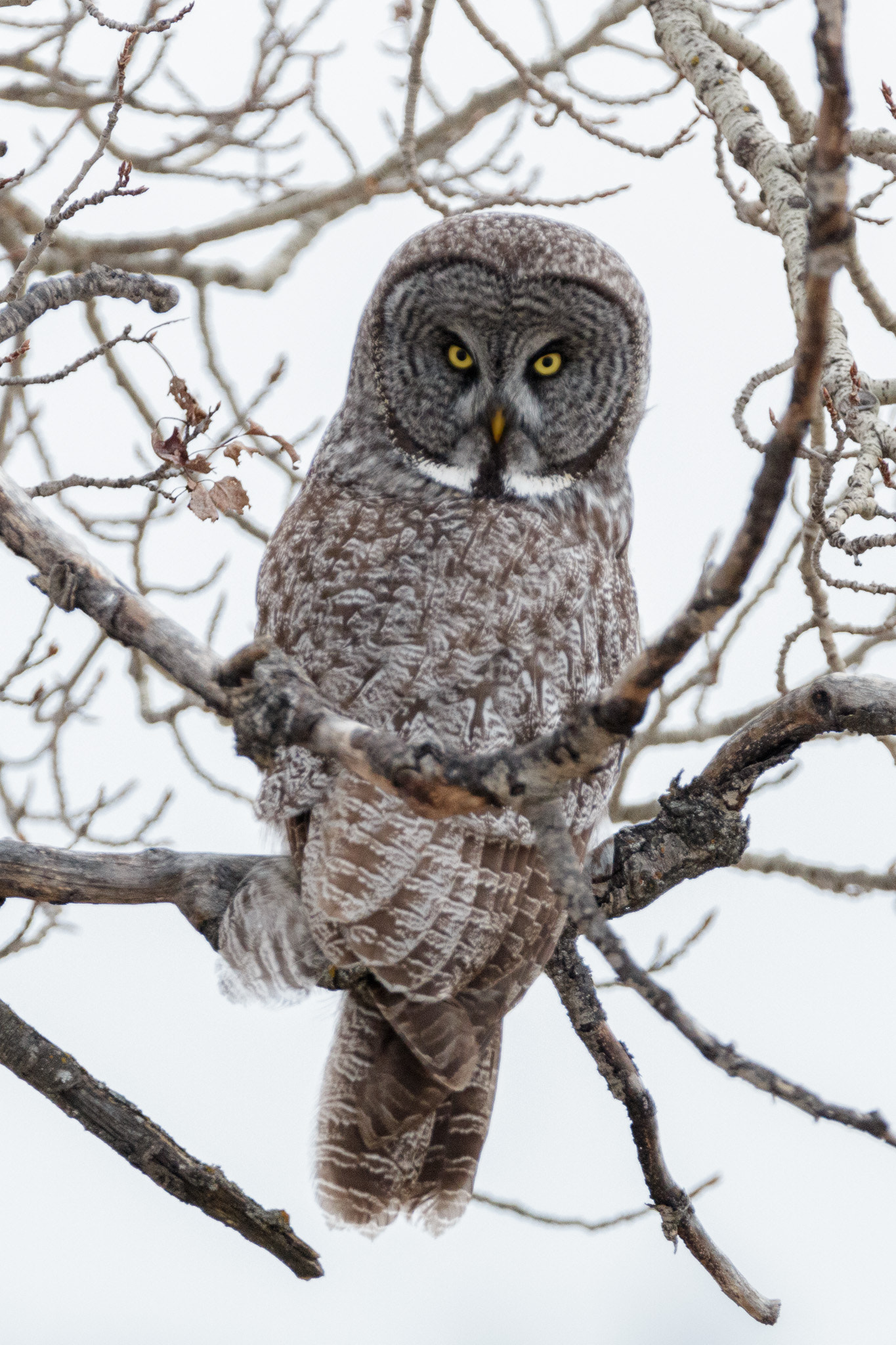 150-600mm F5-6.3 DG OS HSM | Contemporary 015 sample photo. Grey owl photography