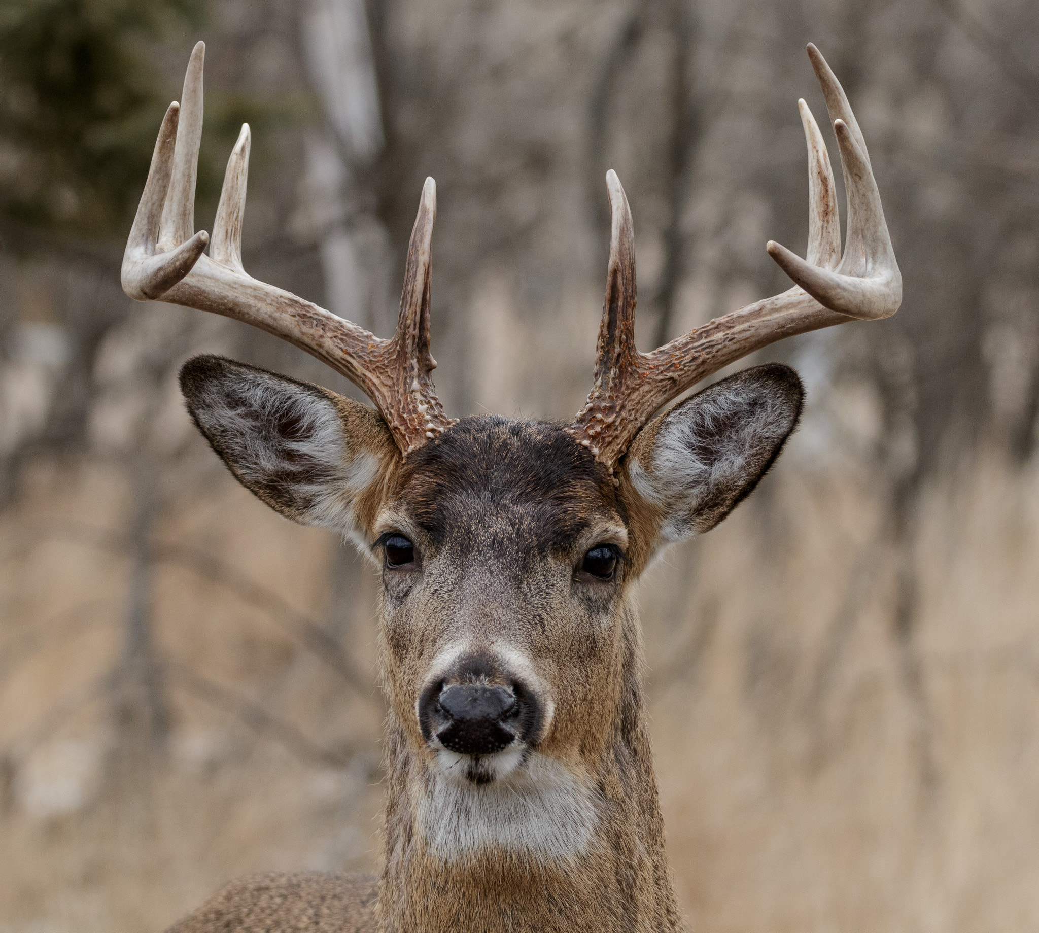 150-600mm F5-6.3 DG OS HSM | Contemporary 015 sample photo. Buck portrait photography