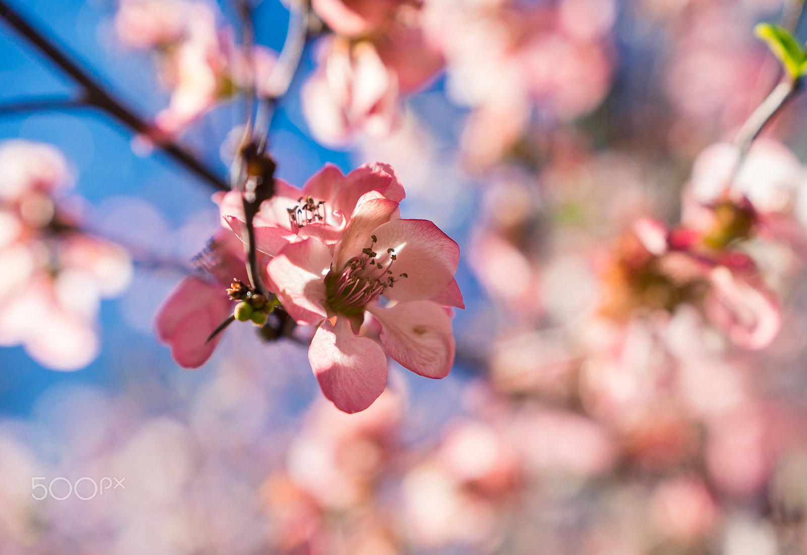 Sony a6300 sample photo. Spring blossoms photography