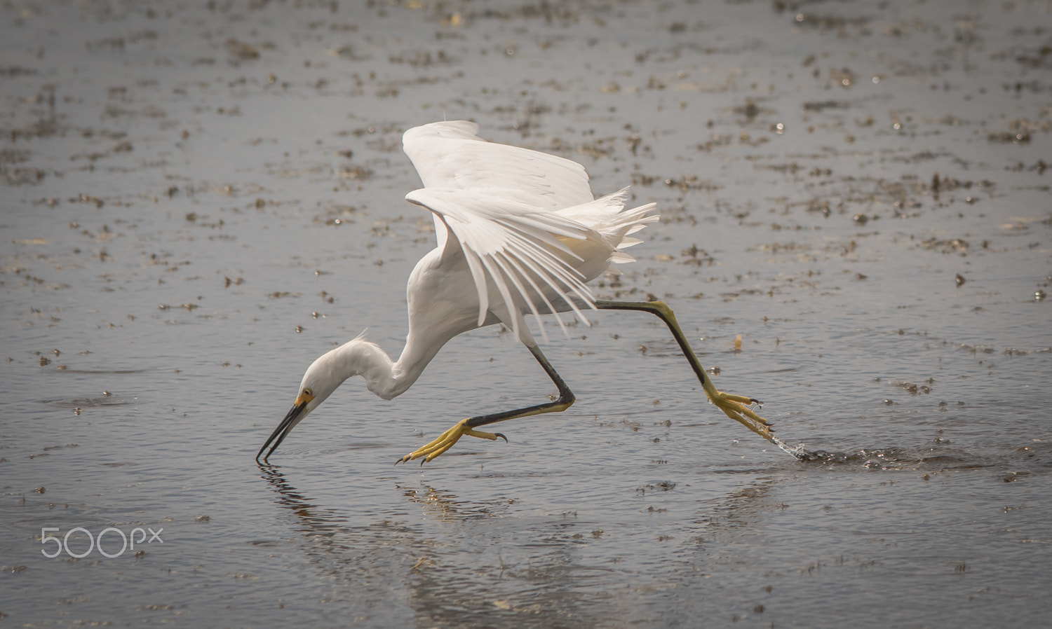 Nikon D500 + Sigma 150-500mm F5-6.3 DG OS HSM sample photo. Water dance photography