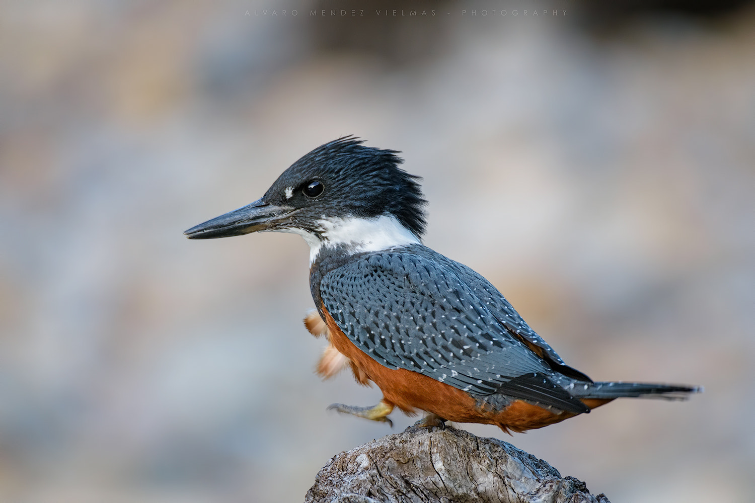 Nikon D7100 + Sigma 50-500mm F4.5-6.3 DG OS HSM sample photo. Kingfisher photography