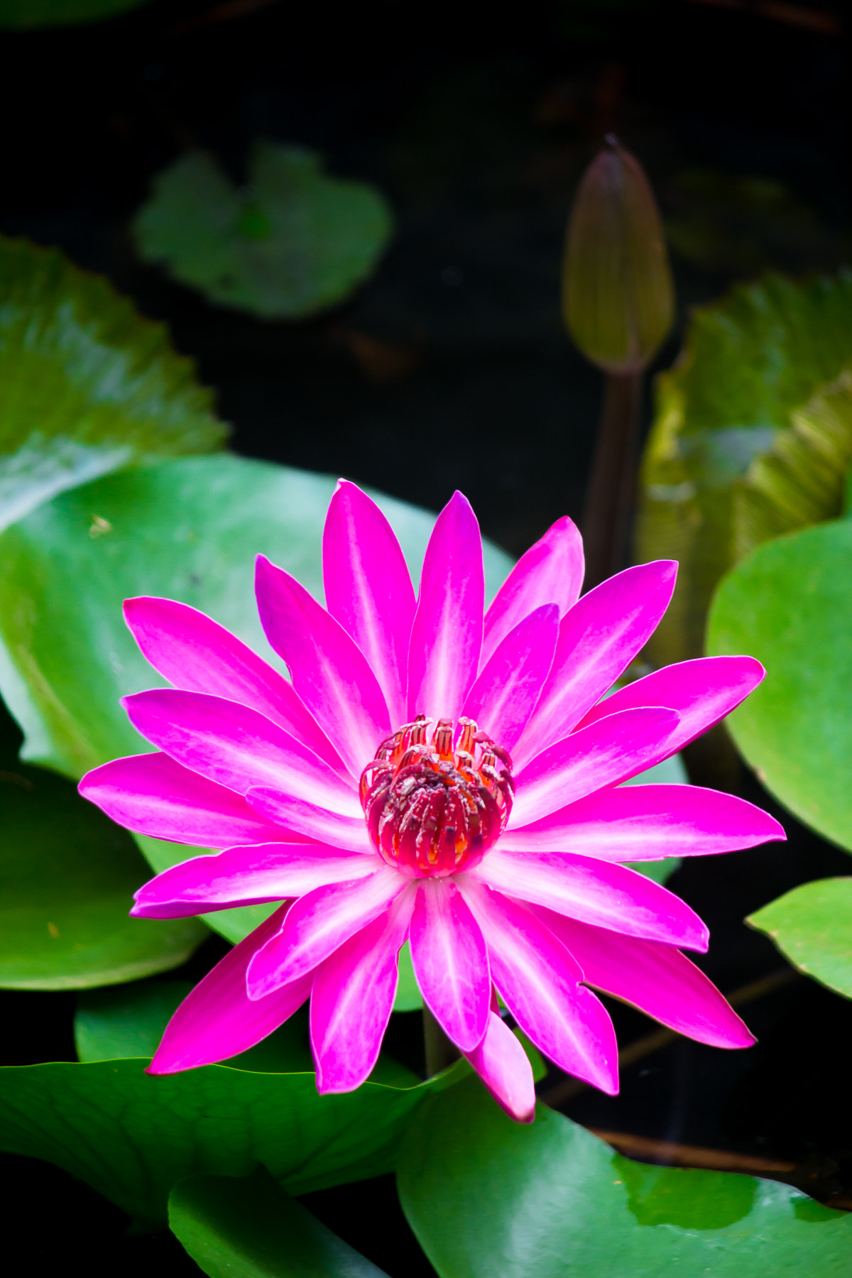 Canon EOS 650D (EOS Rebel T4i / EOS Kiss X6i) sample photo. () photography