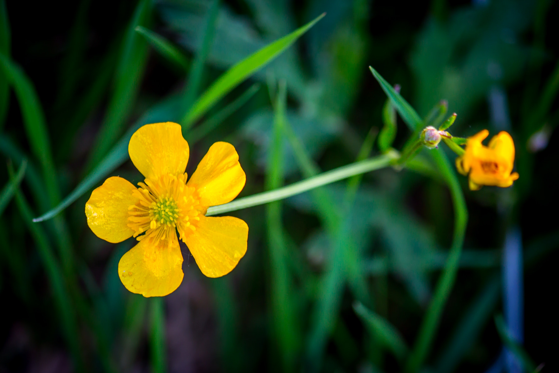 Canon EOS 650D (EOS Rebel T4i / EOS Kiss X6i) sample photo. () photography