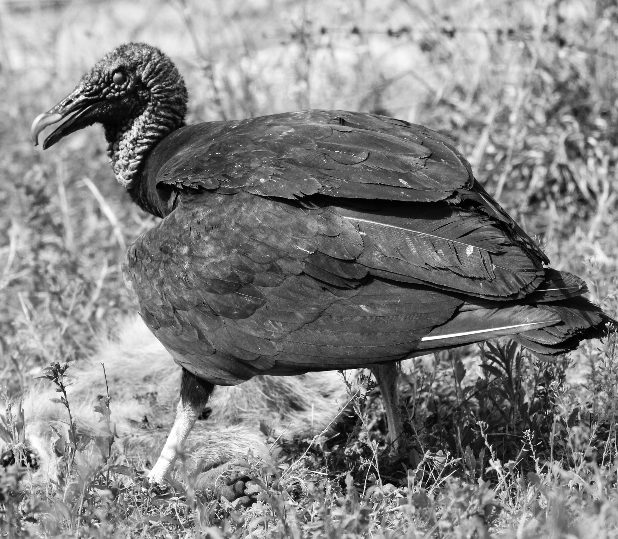 Canon EOS 600D (Rebel EOS T3i / EOS Kiss X5) + Canon EF 400mm F5.6L USM sample photo. Black vulture photography