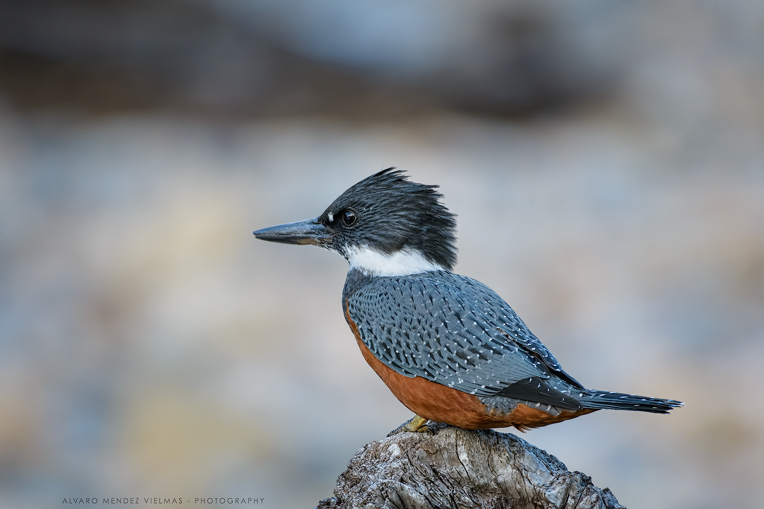 Sigma 50-500mm F4.5-6.3 DG OS HSM sample photo. Kingfisher photography