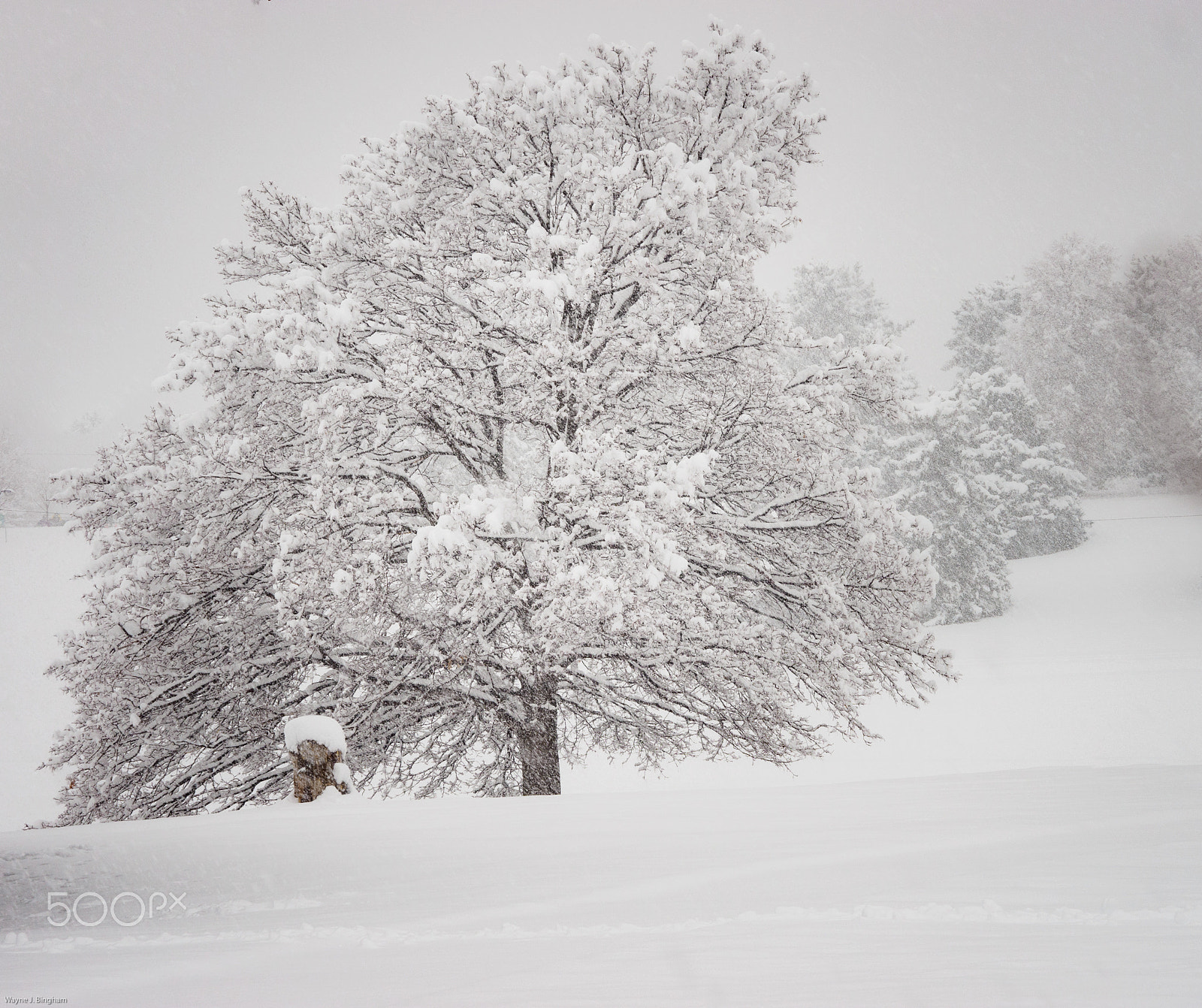 Olympus OM-D E-M1 sample photo. Snow. again. ii photography