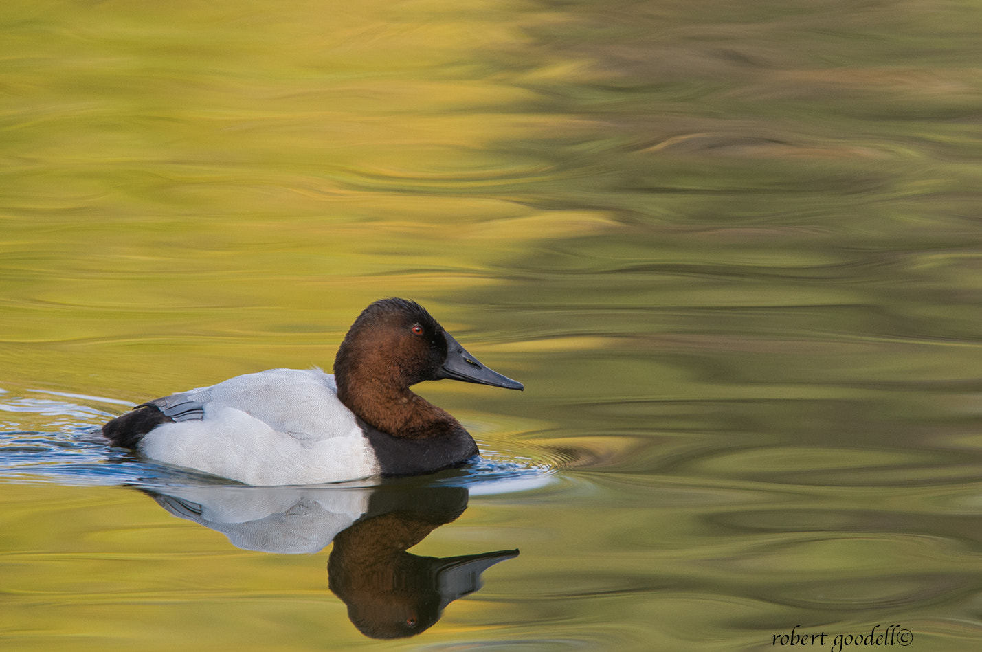 Nikon AF-S Nikkor 400mm F2.8G ED VR II sample photo. Canvasback photography