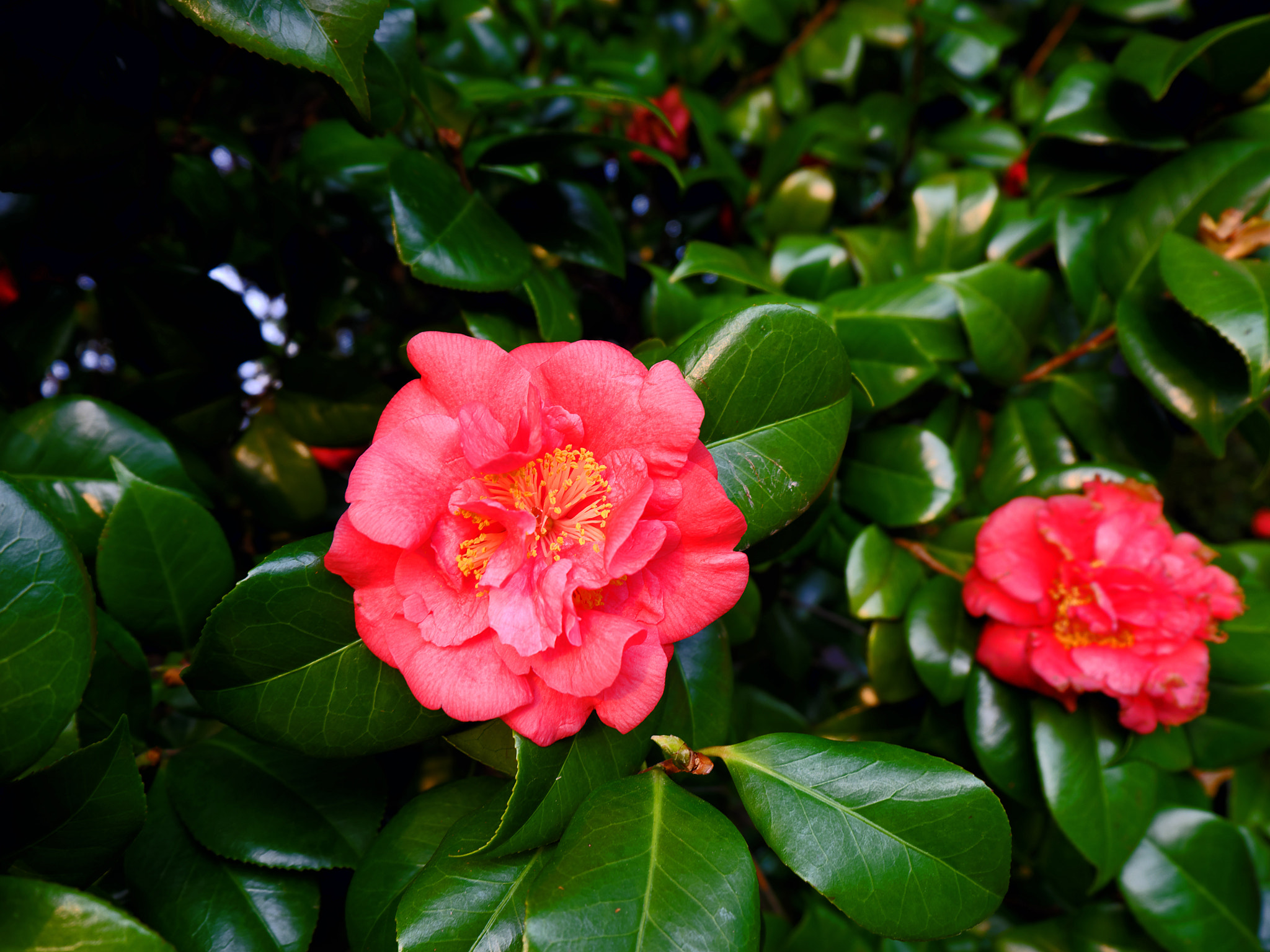 Fujifilm XC 16-50mm F3.5-5.6 OIS sample photo. Dscf8206_1.jpg photography