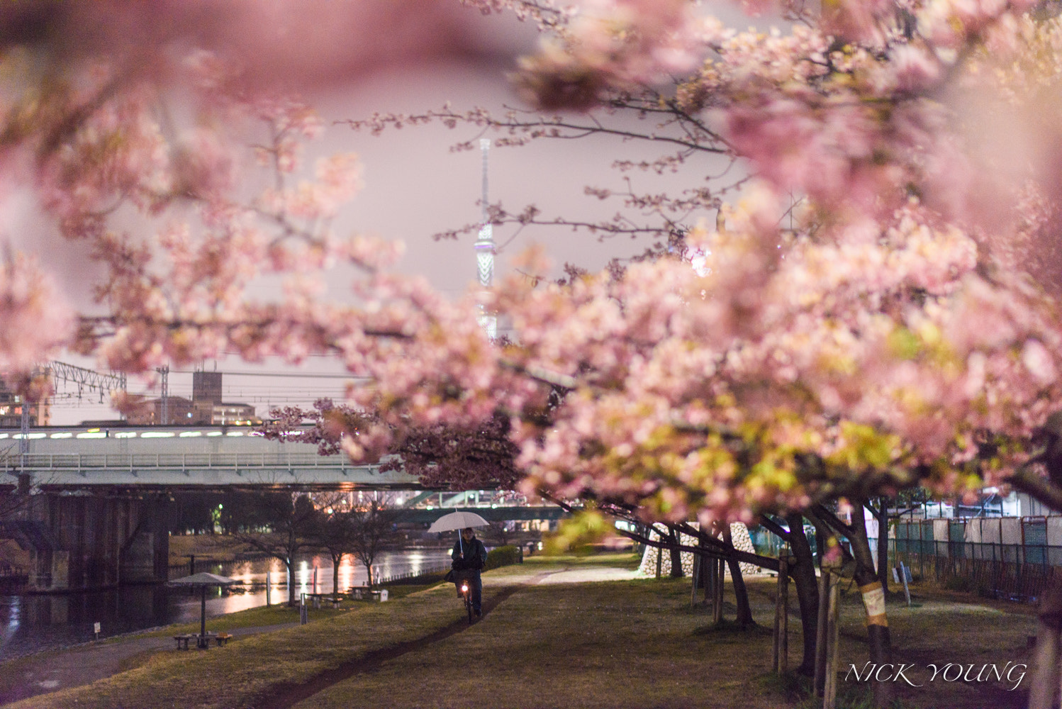 Nikon D810 sample photo. Early cherry blossoms in kyunakagawa [sakura] photography