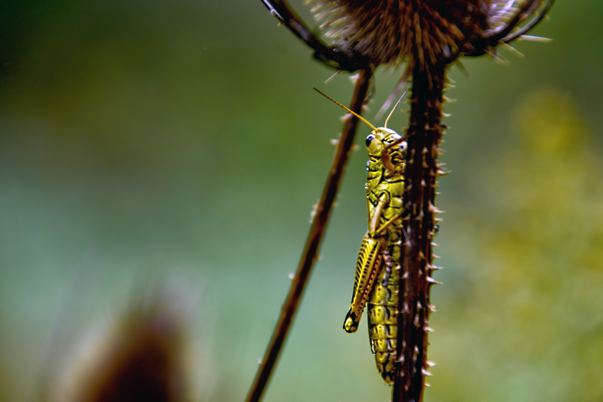 Nikon D7200 sample photo. Grasshopper photography