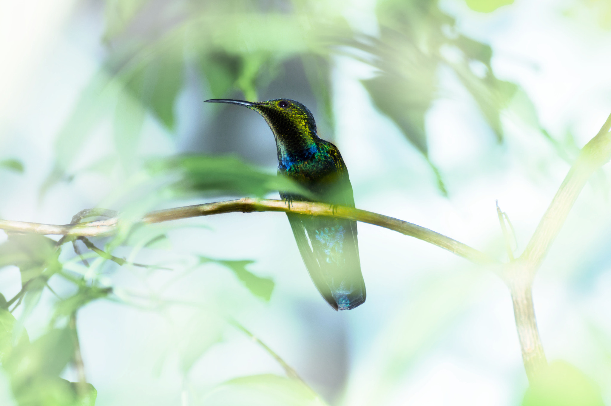 Nikon D3200 sample photo. Green-throated carib photography