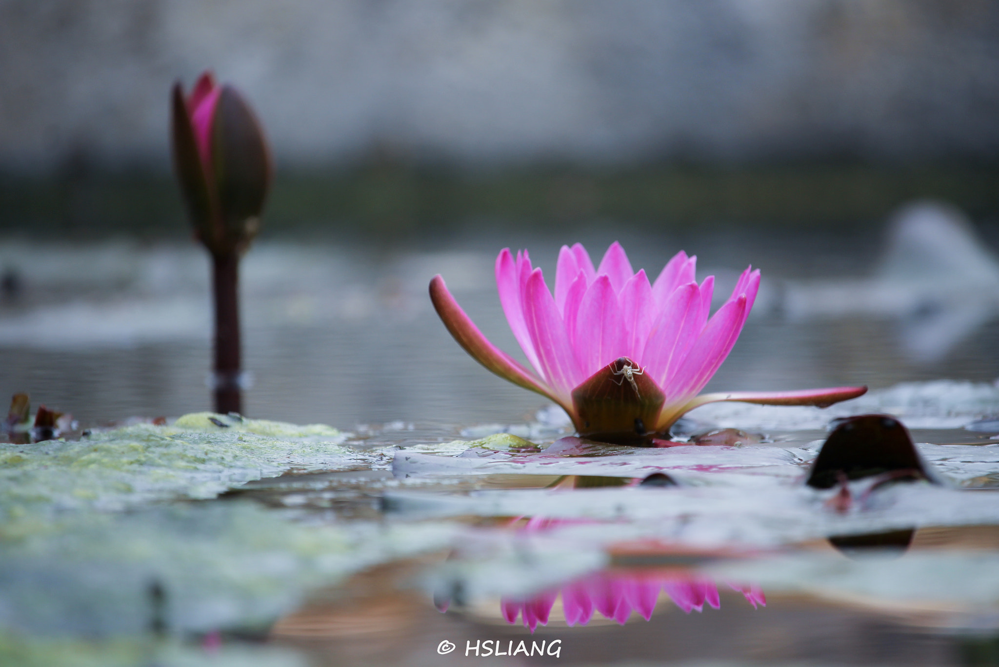 Canon EF-S 55-250mm F4-5.6 IS STM sample photo. Water lily photography