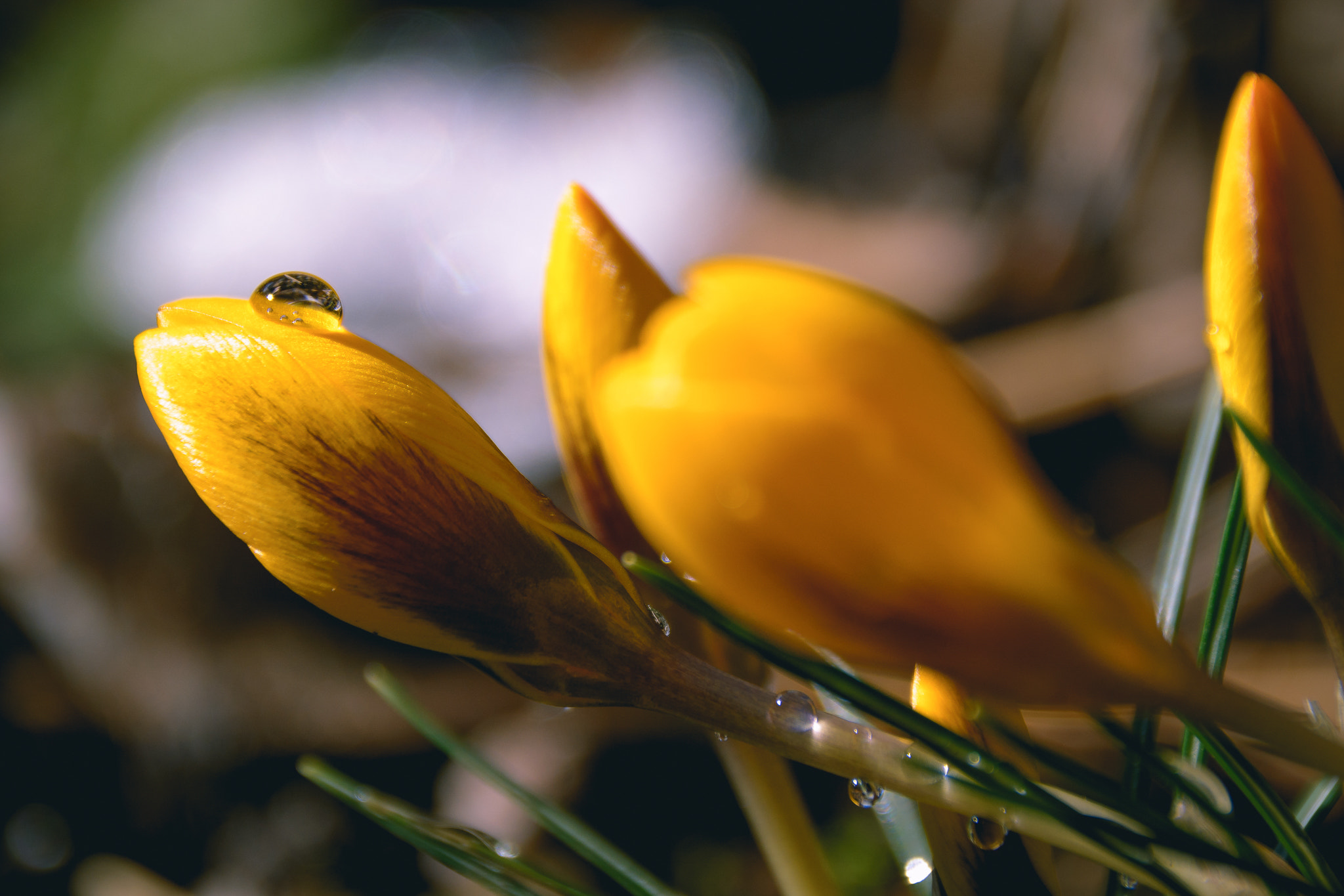 Sigma 18-250mm F3.5-6.3 DC Macro OS HSM sample photo. First flowers of spring photography