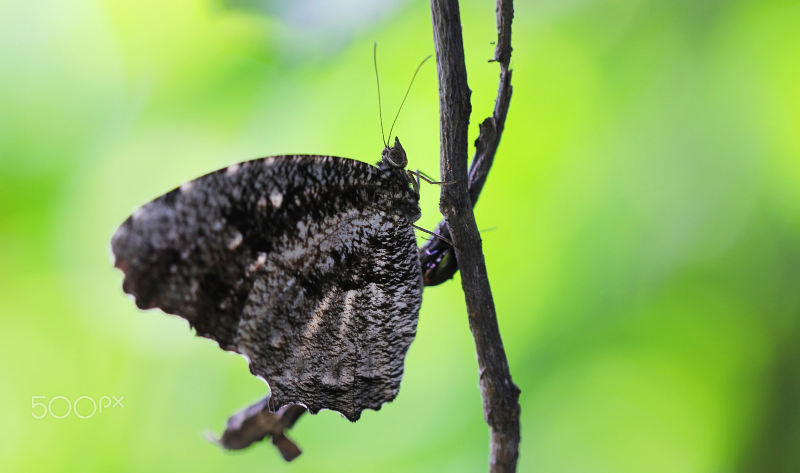 Canon EF 100mm F2.8L Macro IS USM sample photo. Elymnias nesaea lioneli photography