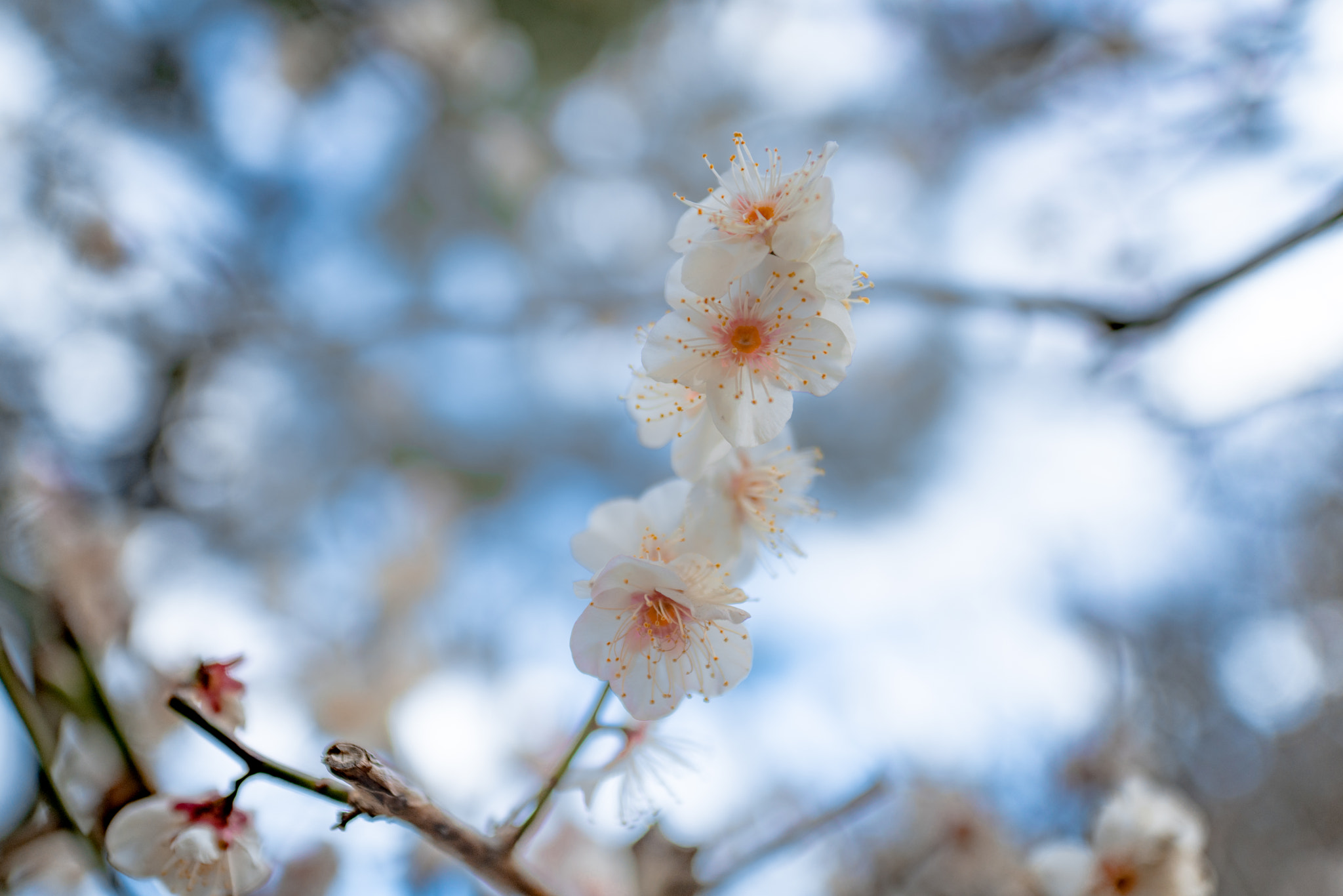 Sony a99 II sample photo. Japanese plum blossom photography