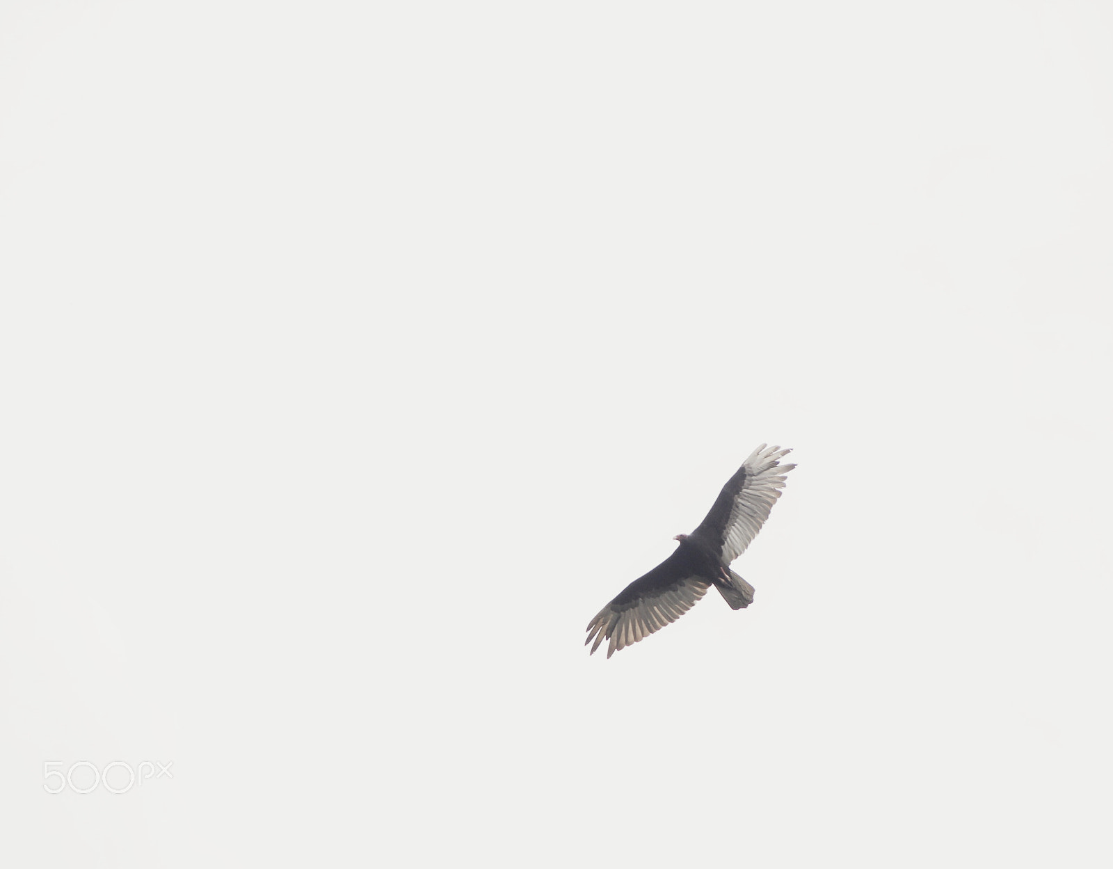 Canon EOS 550D (EOS Rebel T2i / EOS Kiss X4) sample photo. Flight of a vulture photography