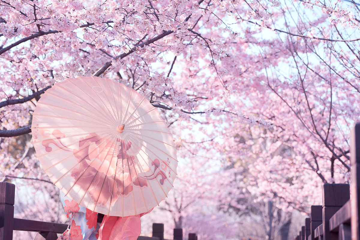 Nikon AF-S Nikkor 70-200mm F2.8G ED VR II sample photo. Sakura rains photography
