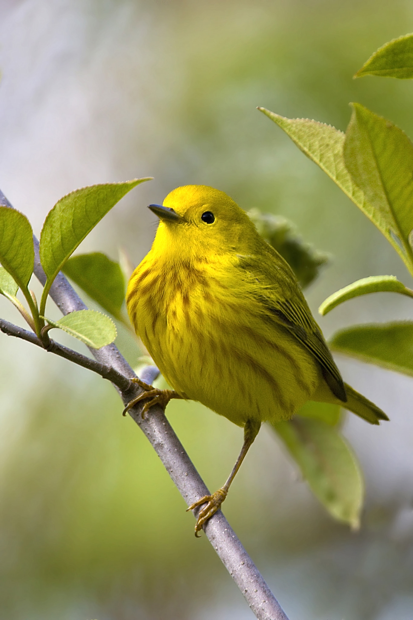 Canon EF 500mm F4L IS USM sample photo. Yellow warbler photography