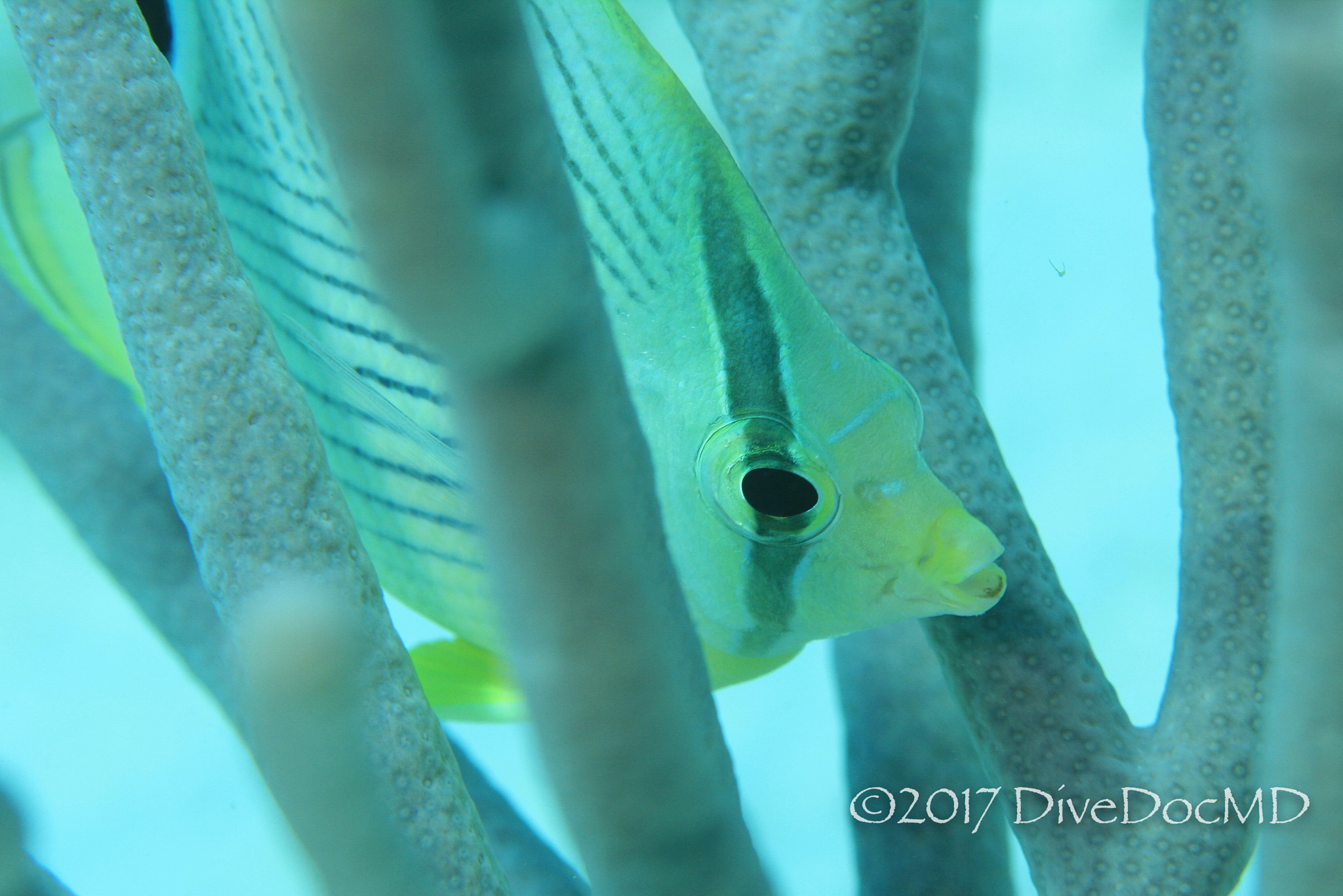 Canon EF 100mm F2.8 Macro USM sample photo. Foureyed butterflyfish photography
